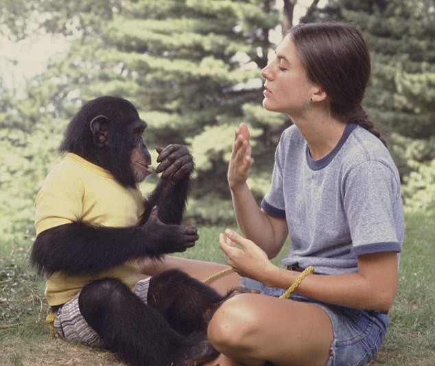 A woman communicating with a chimp using sign language